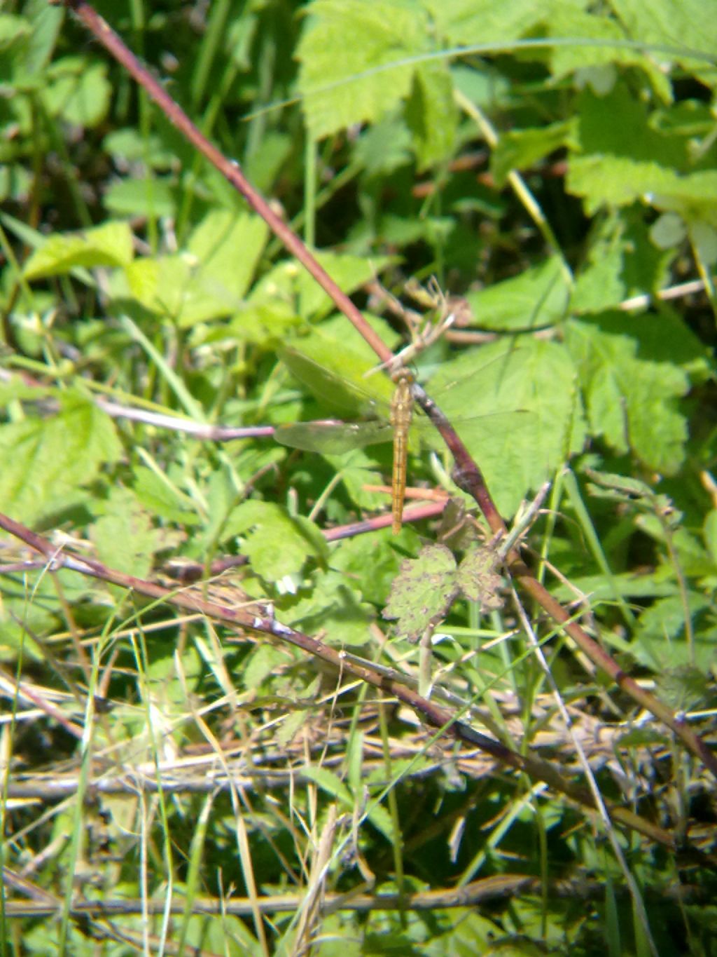 Orthetrum brunneum?