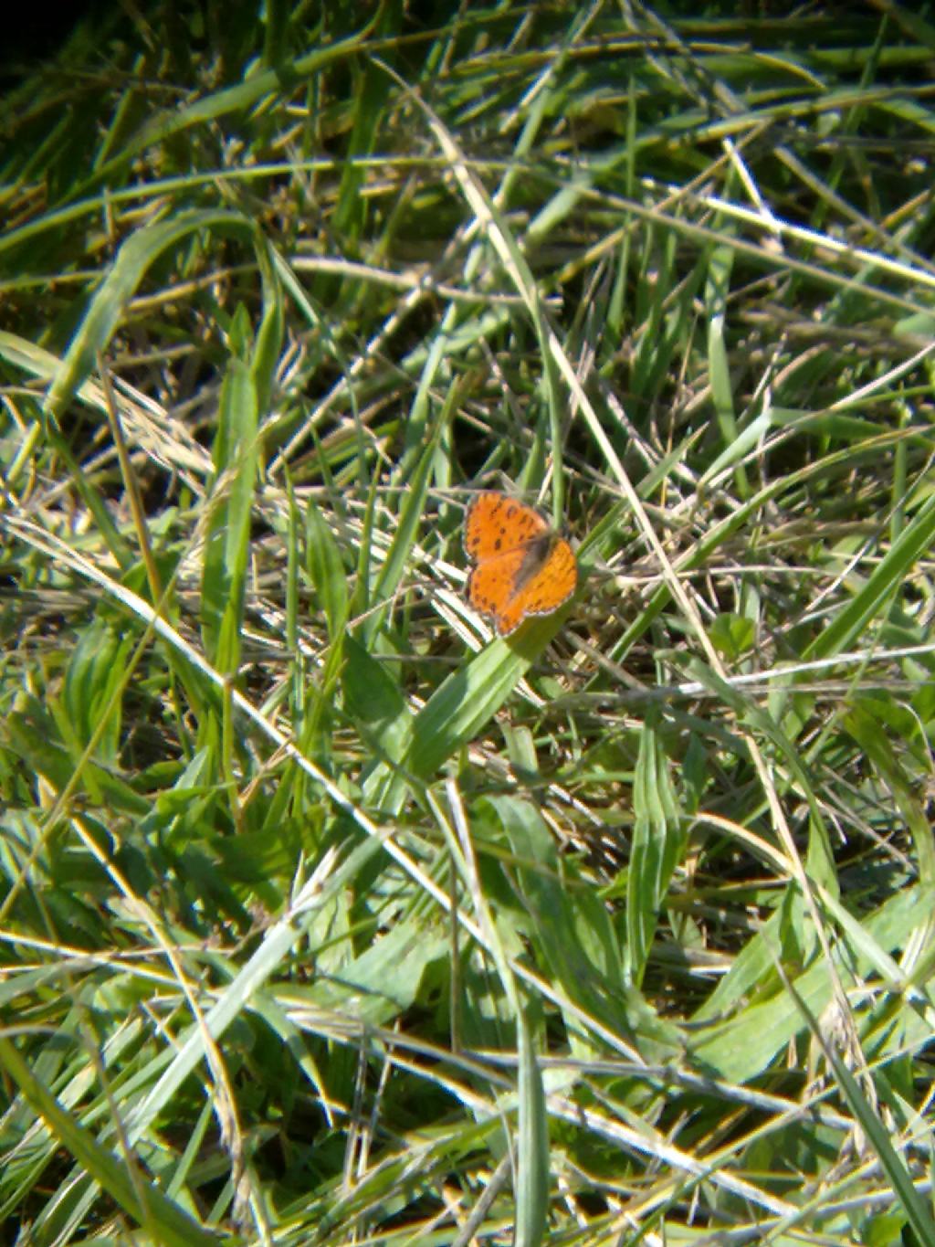 Melitaea didyma?