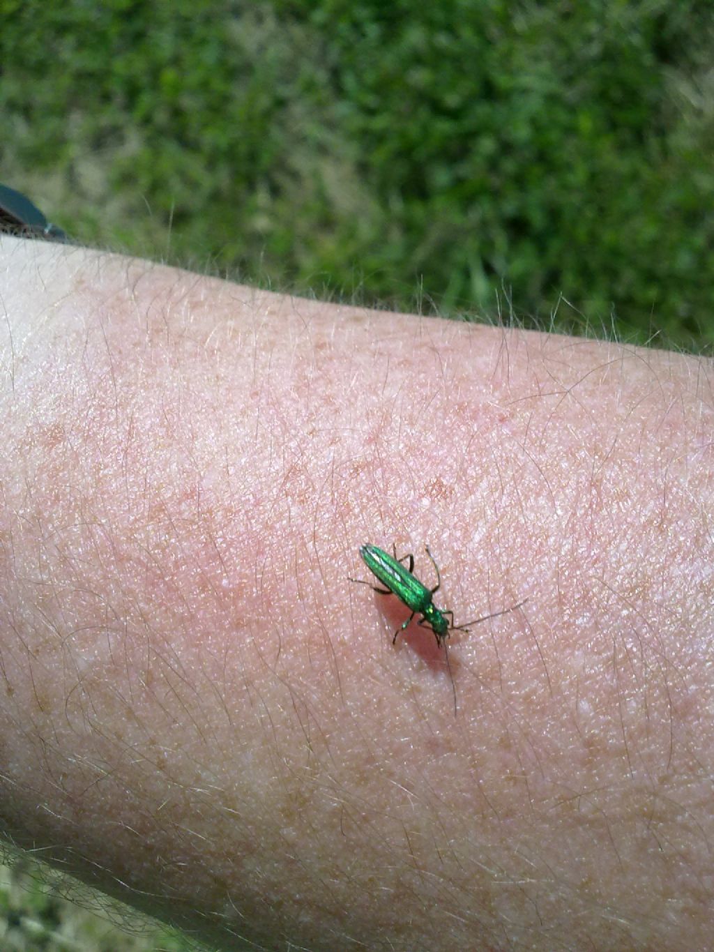 Oedemera nobilis