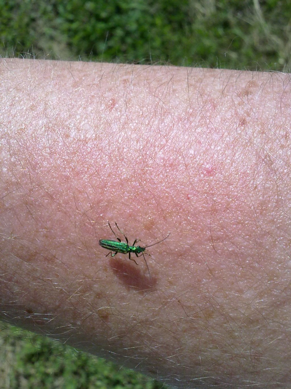 Oedemera nobilis