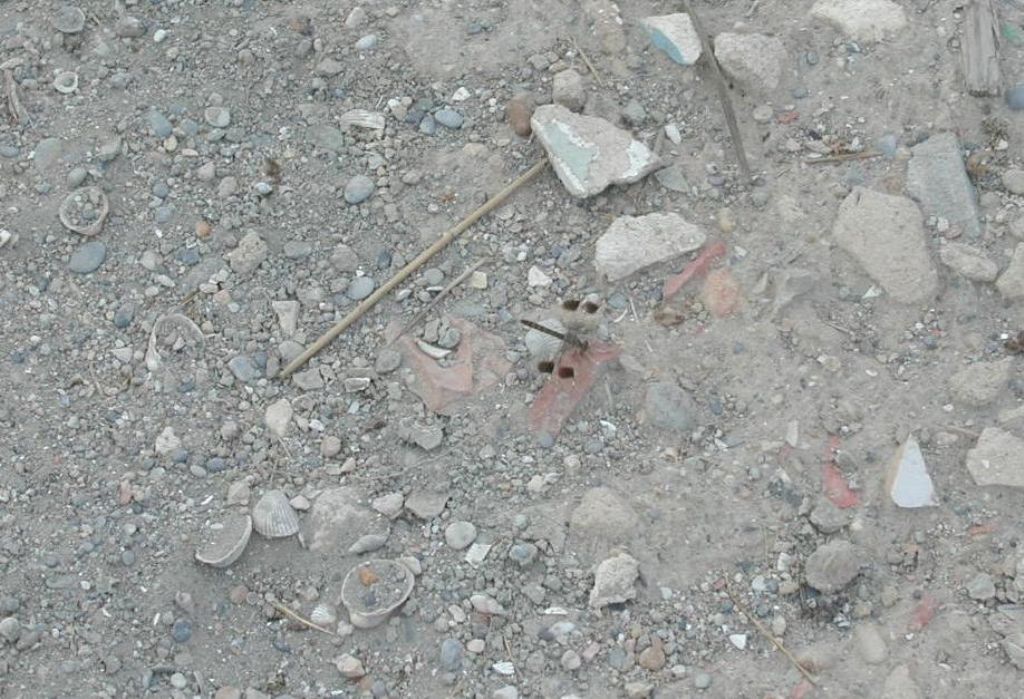 Libellula dalla Spagna