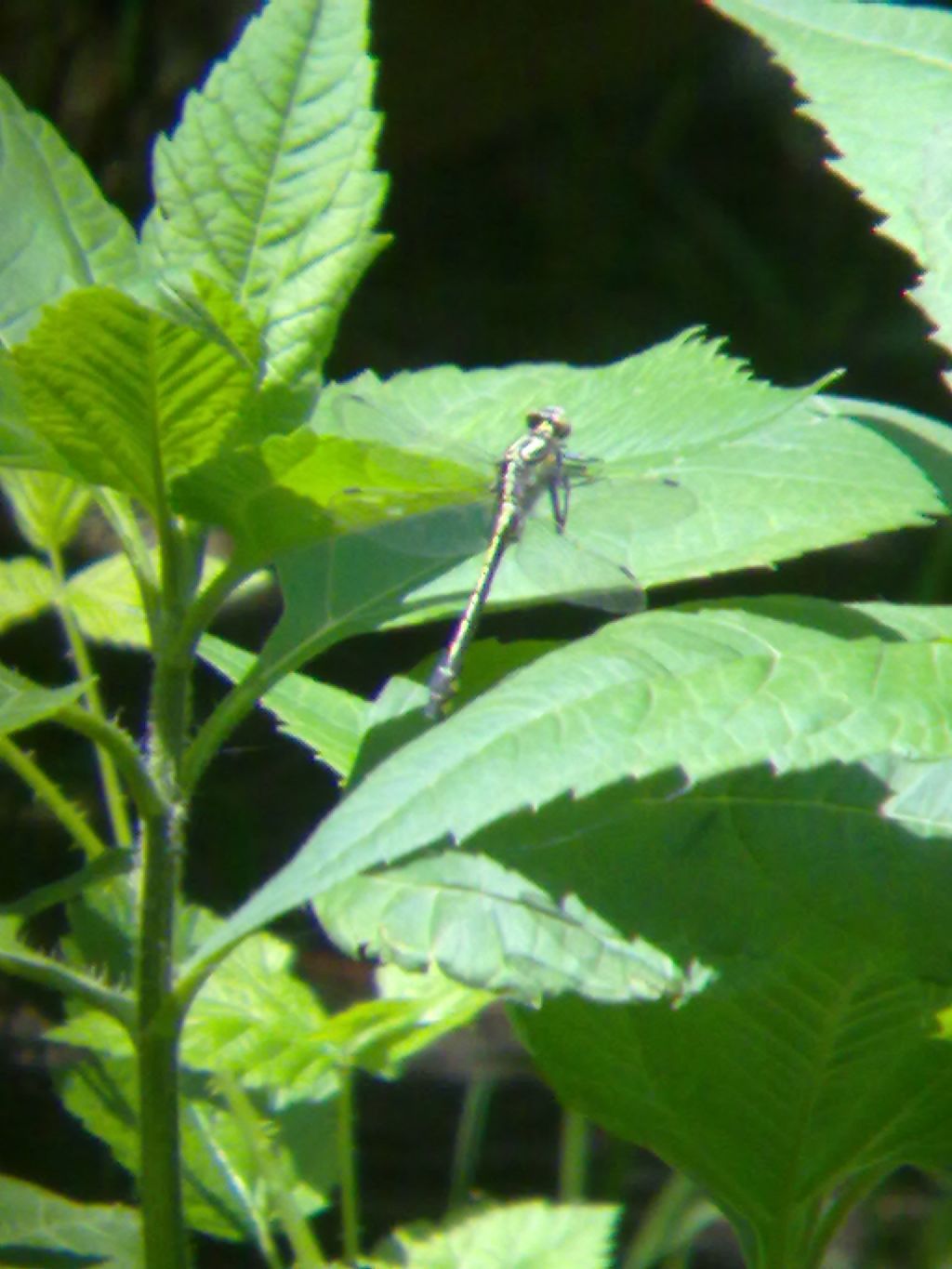 Gomphus vulgatissimus