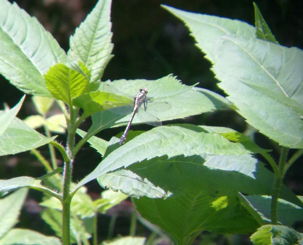 Gomphus vulgatissimus