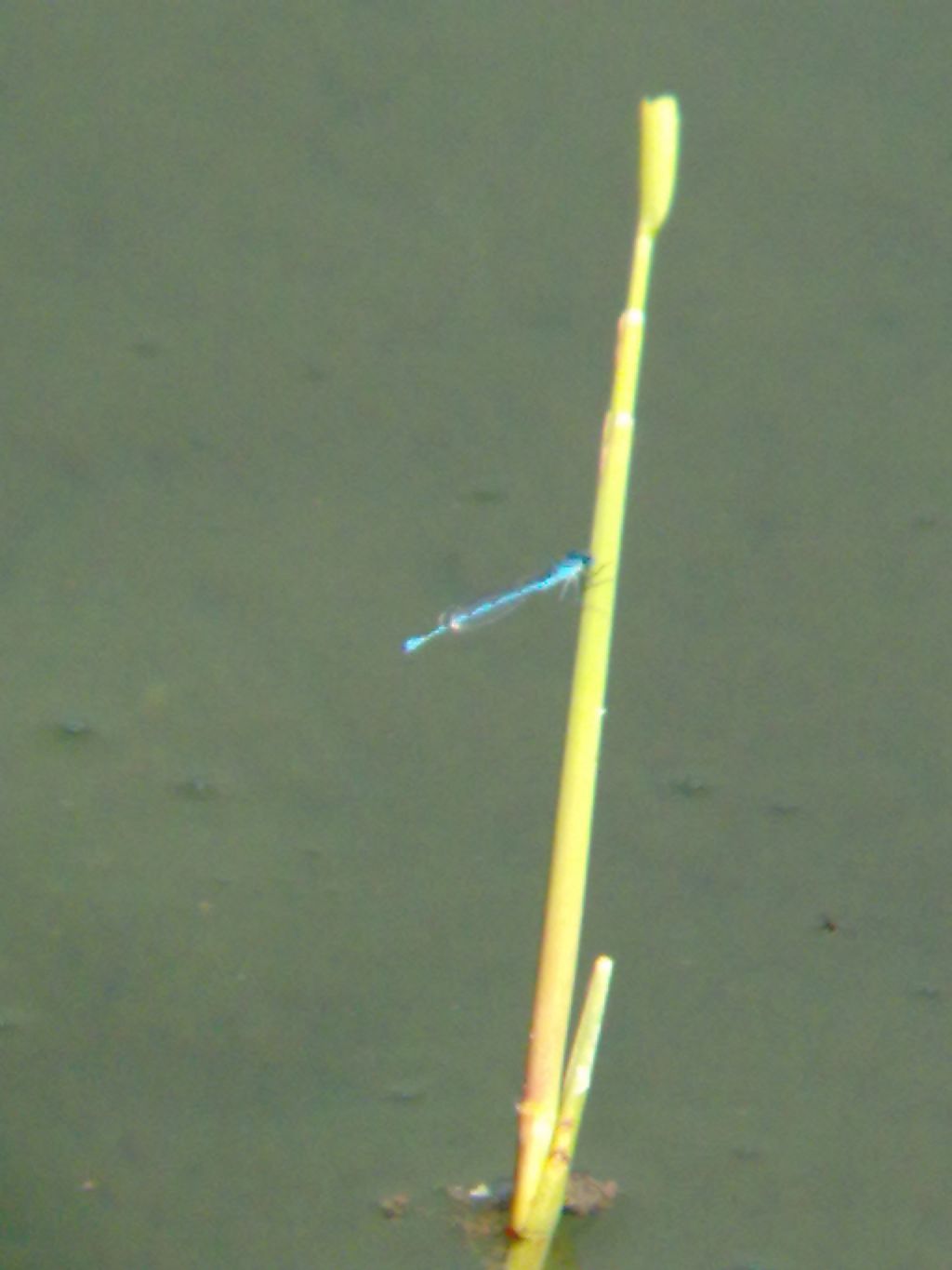 Libellula indet a Carignano (TO)