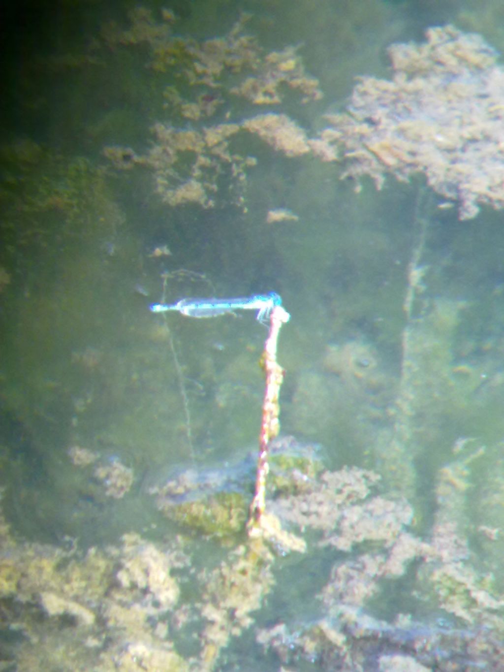 Libellula indet a Carignano (TO)