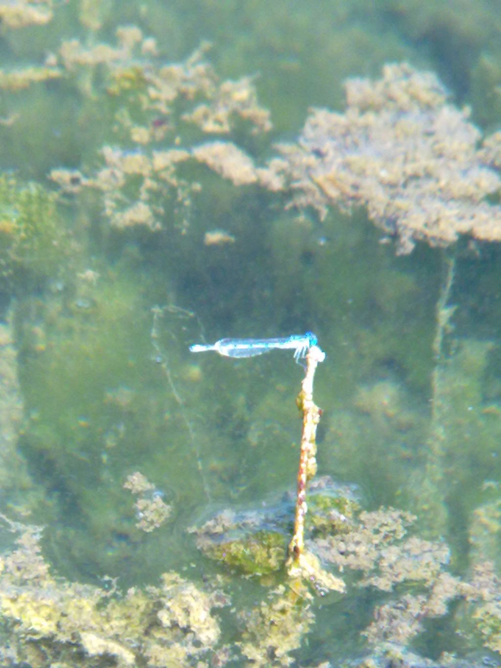 Libellula indet a Carignano (TO)