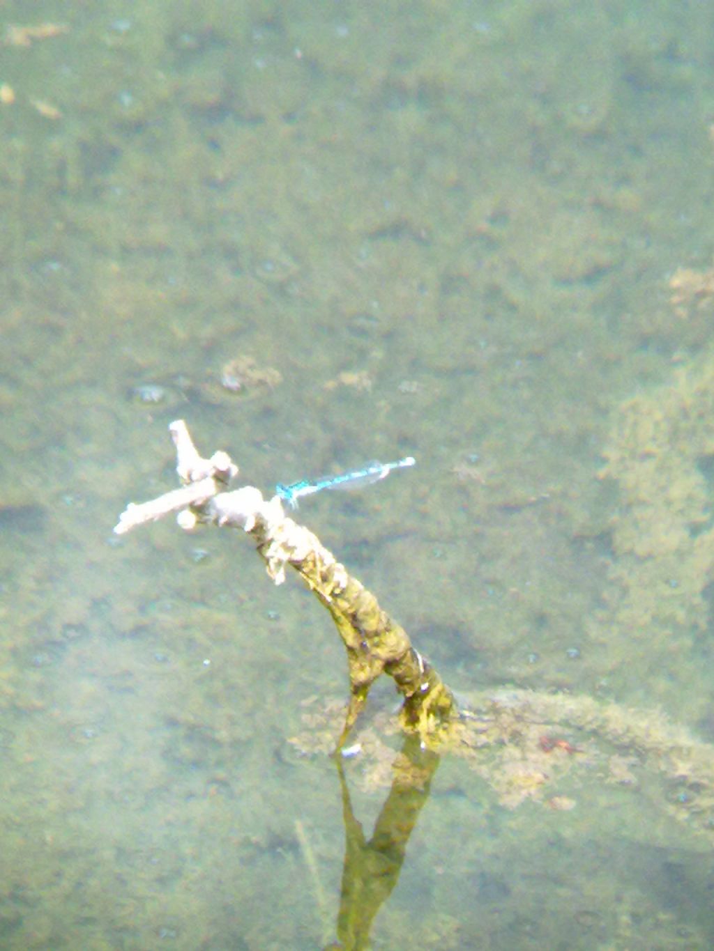 Libellula indet a Carignano (TO)