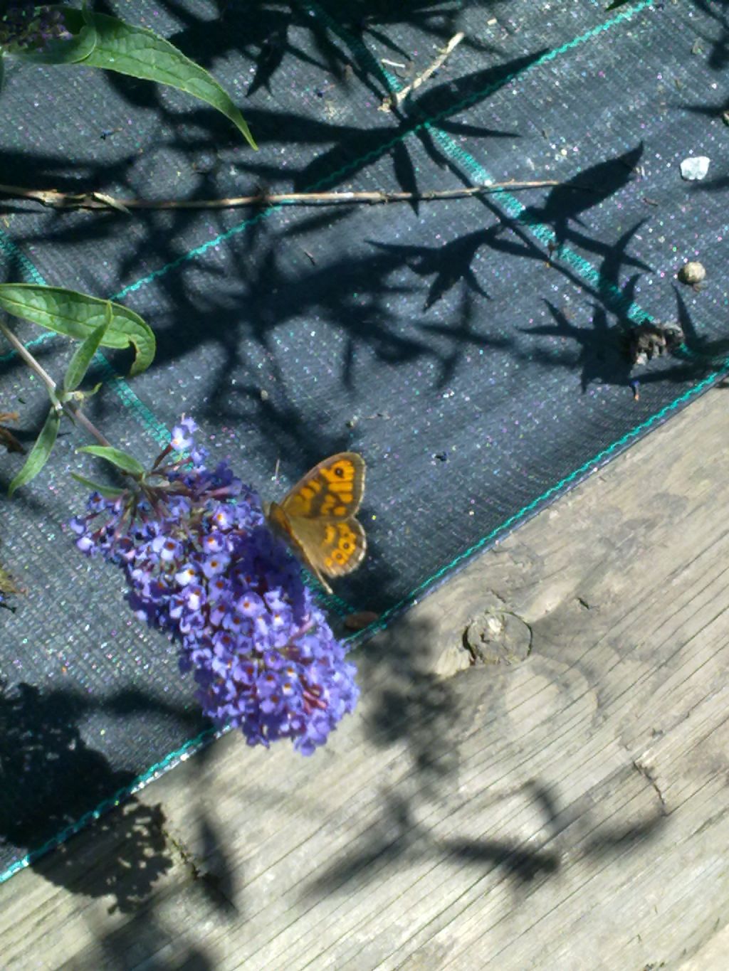 Lepifotteri vari cuneesi da confermare