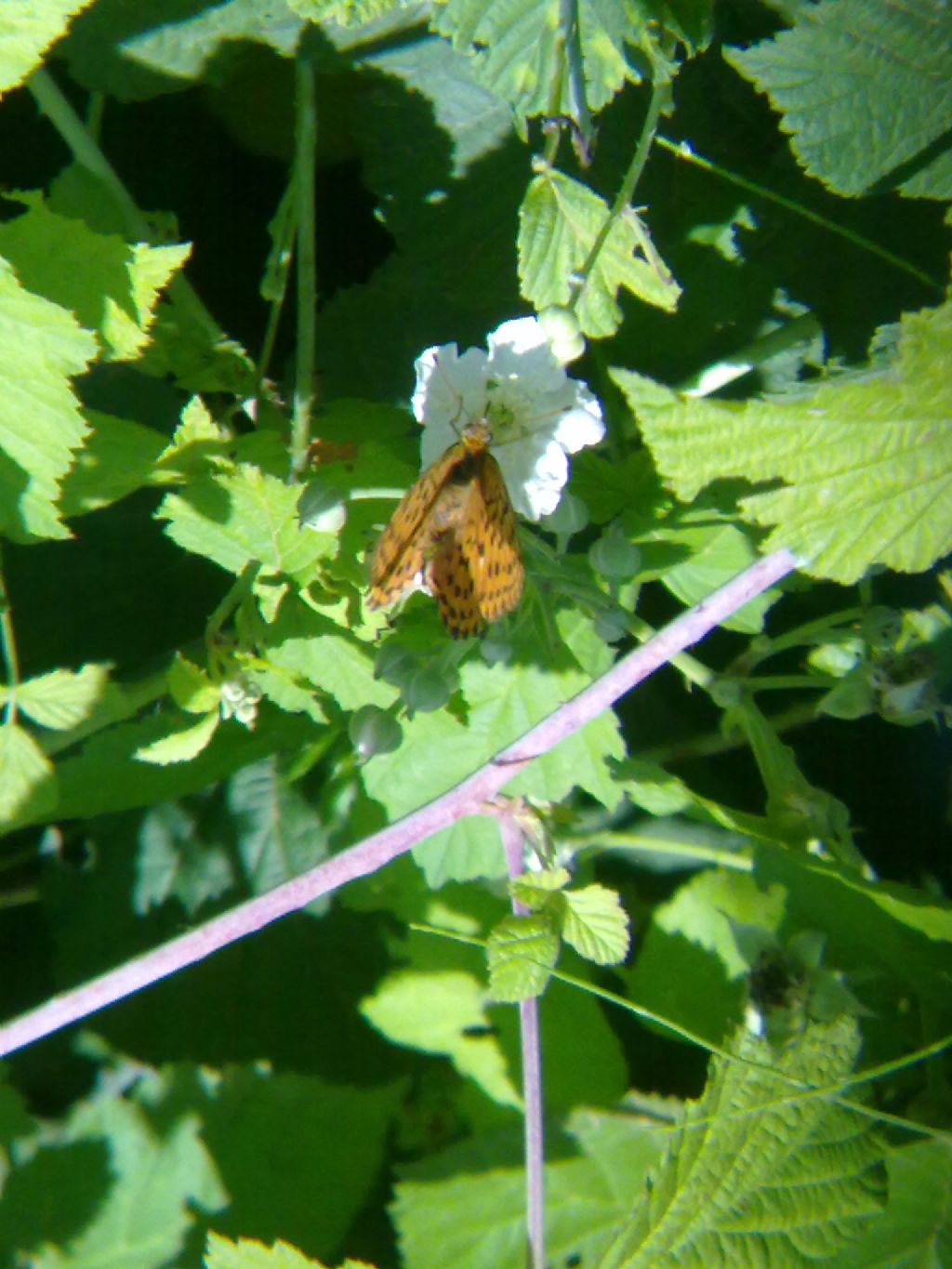 Lepifotteri vari cuneesi da confermare