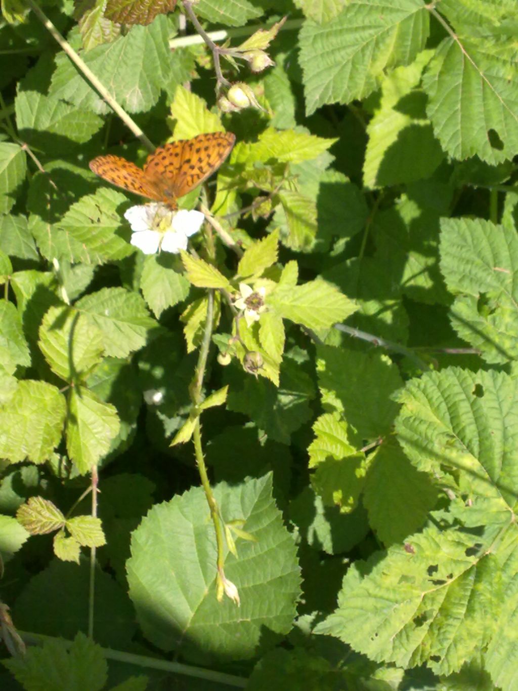 Lepifotteri vari cuneesi da confermare