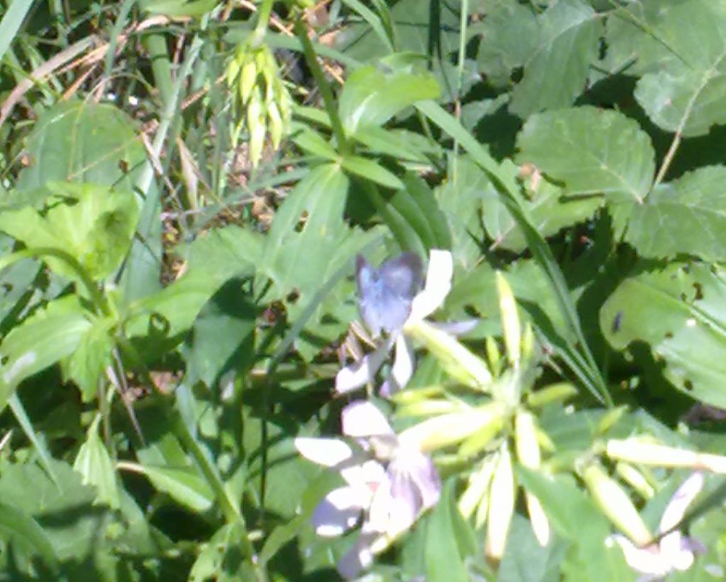 Lepifotteri vari cuneesi da confermare