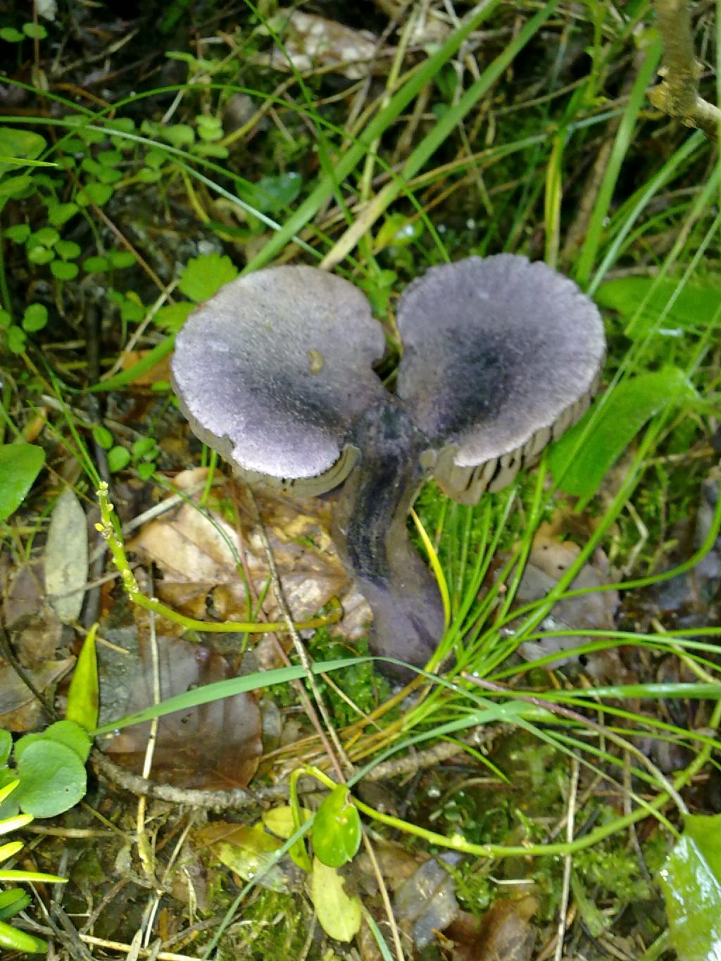 Funghi trentini da det.