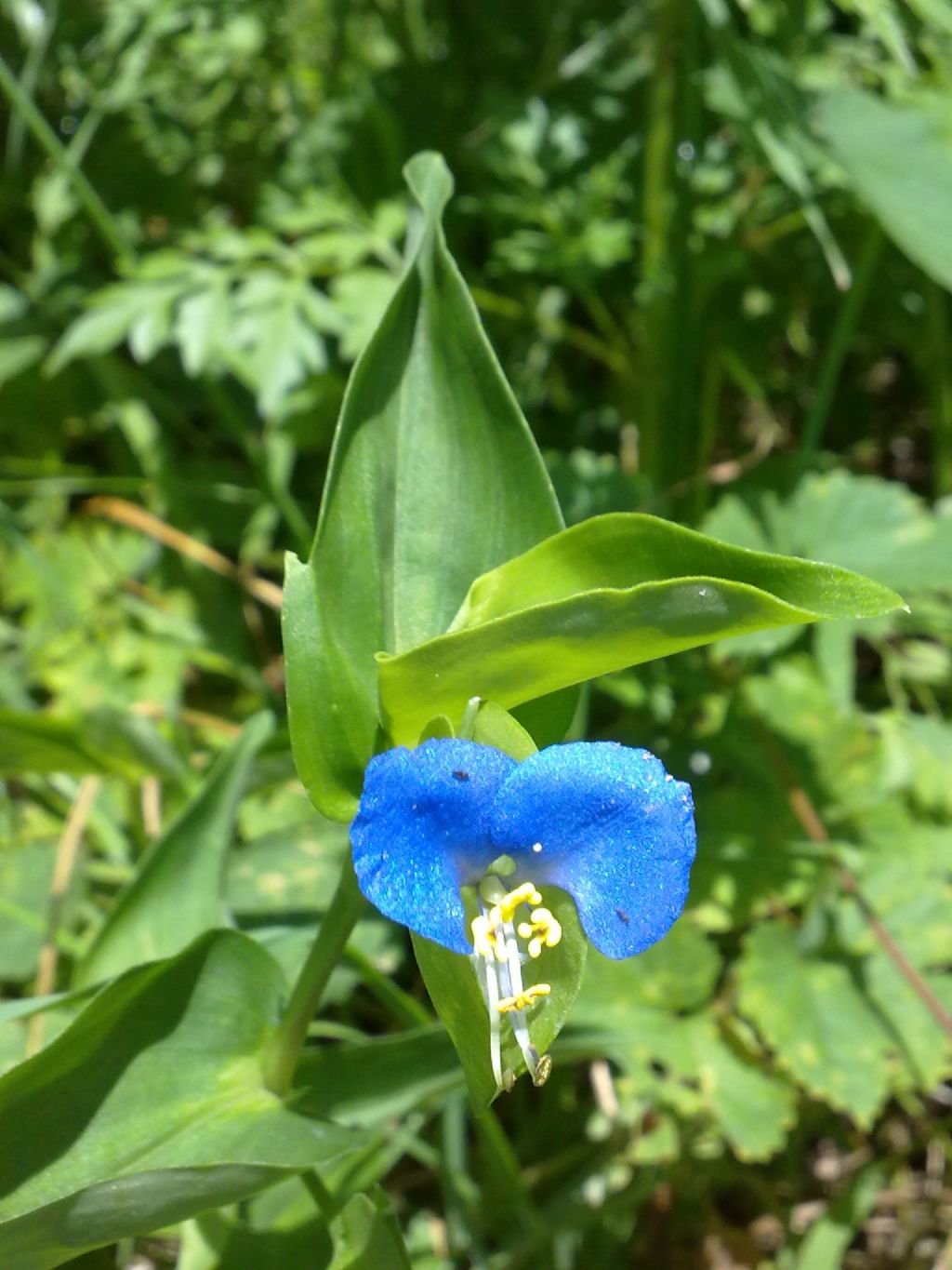 Commelina communis / Erba miseria asiatica