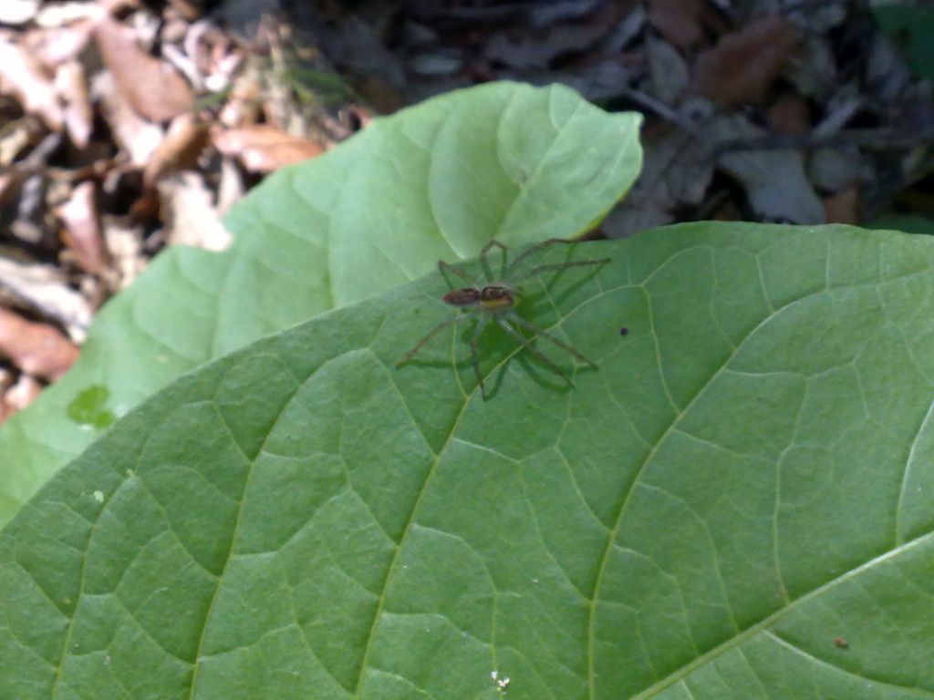 Dolomedes sp. - San Rossore (PI)