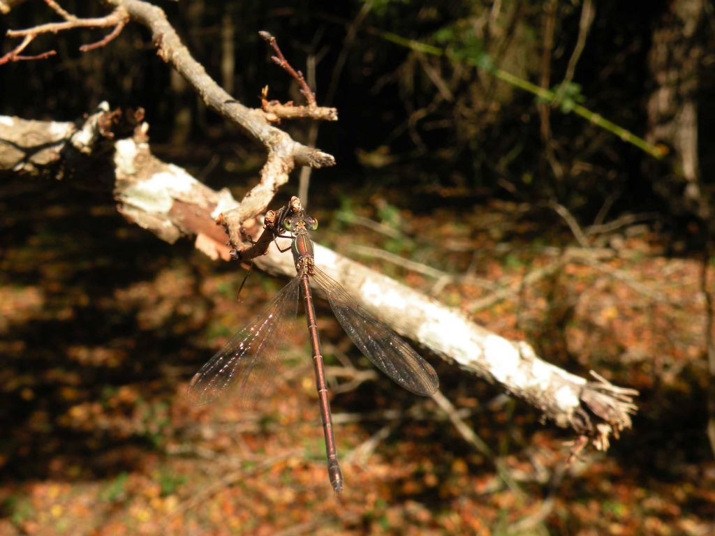 Lestidae da identificare: Chalcolestes cfr. parvidens