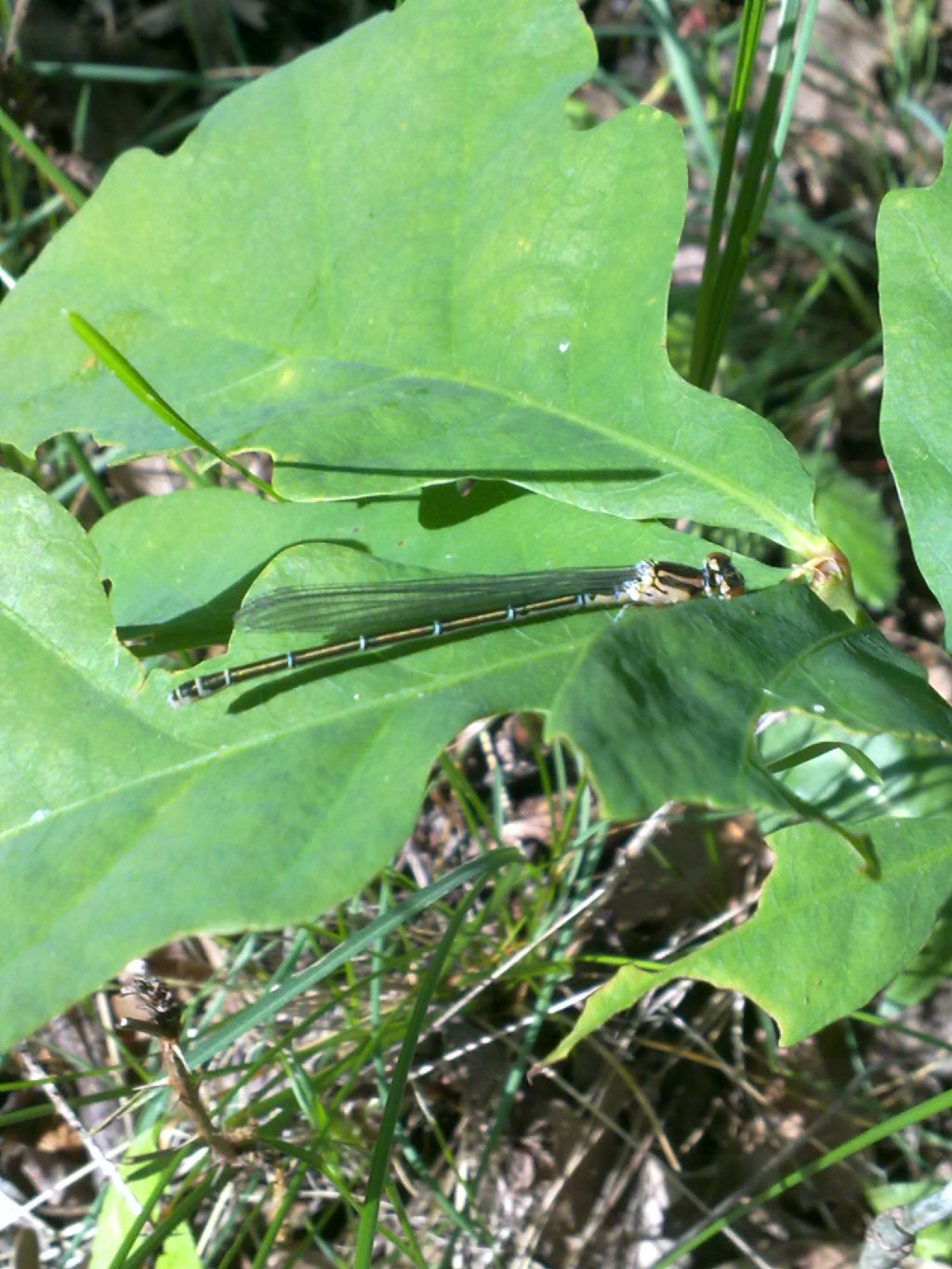 Libellula indet