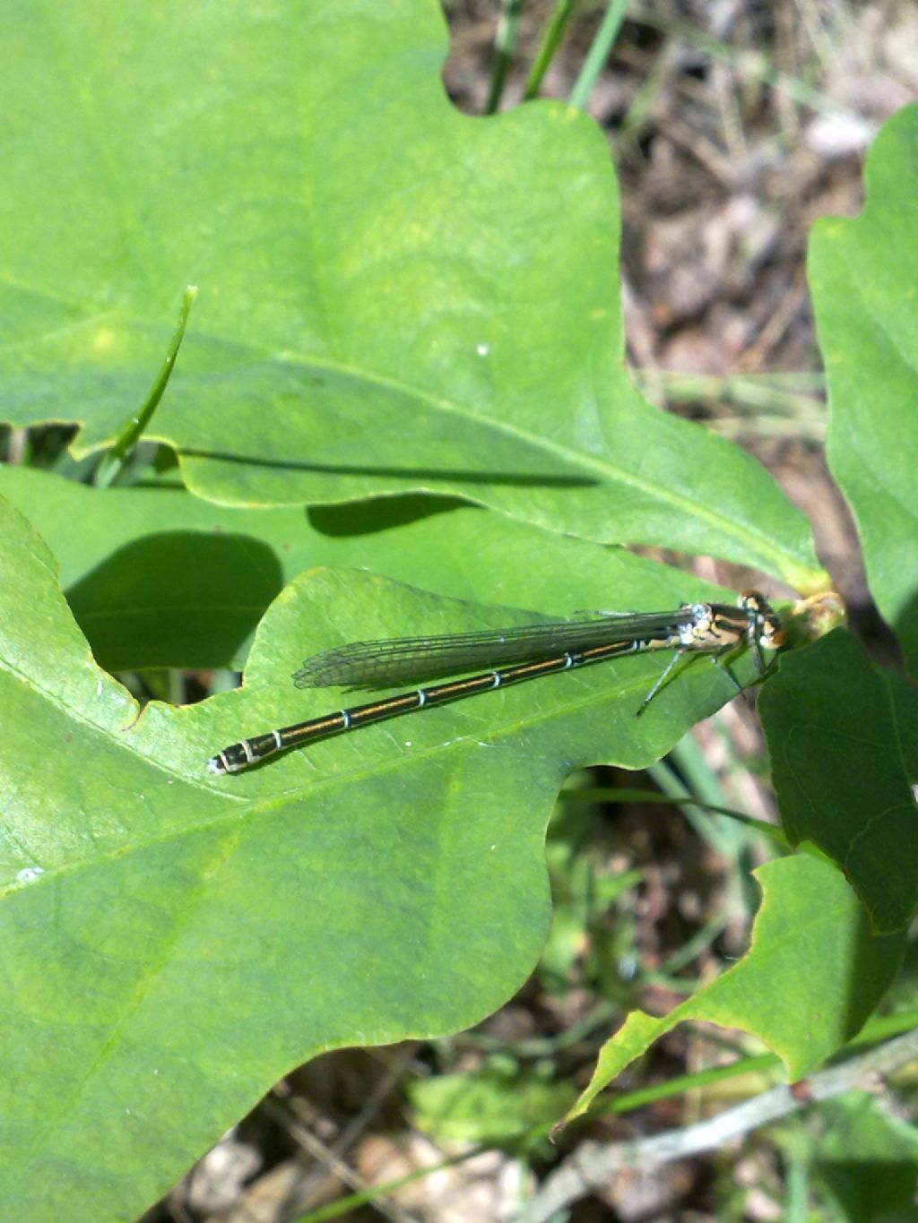 Libellula indet