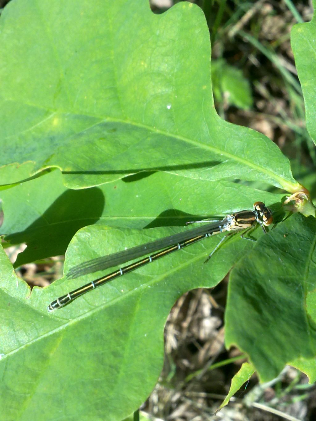 Libellula indet