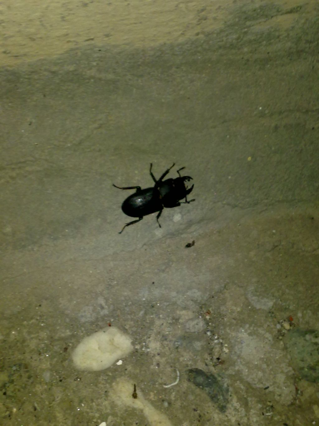 Lucanus cervus femmina? No, Dorcus parallelipipedus maschio