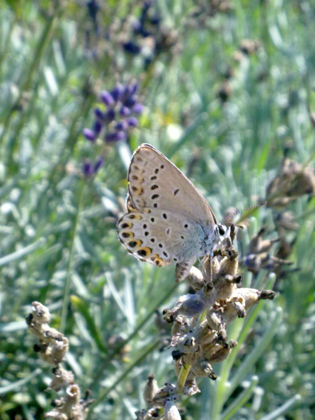 farfalle di Sant Albano Stura (CN) da ID
