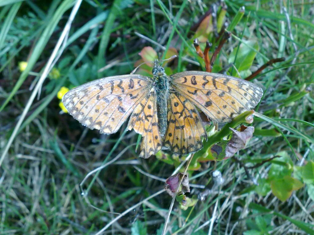 farfalla cuneese da ID - Boloria sp.