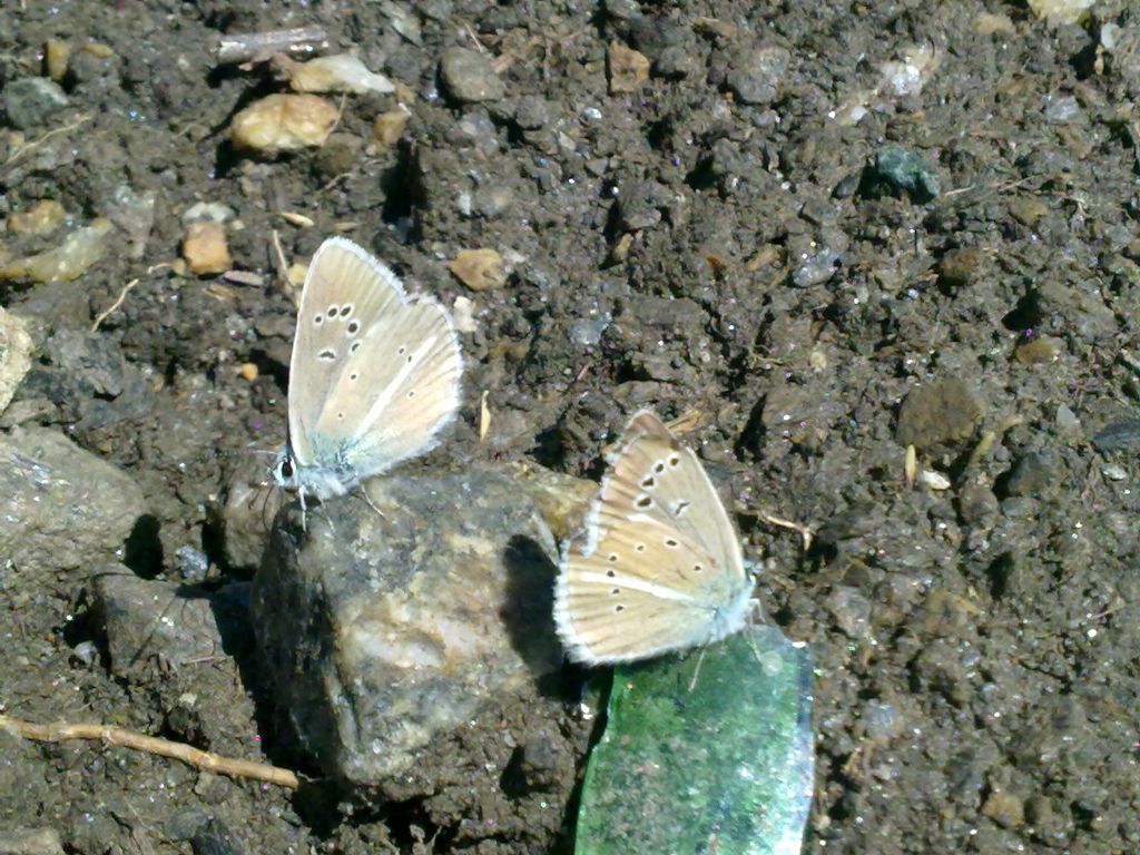licenidi da ID - Polyommatus (Agrodiaetus) damon