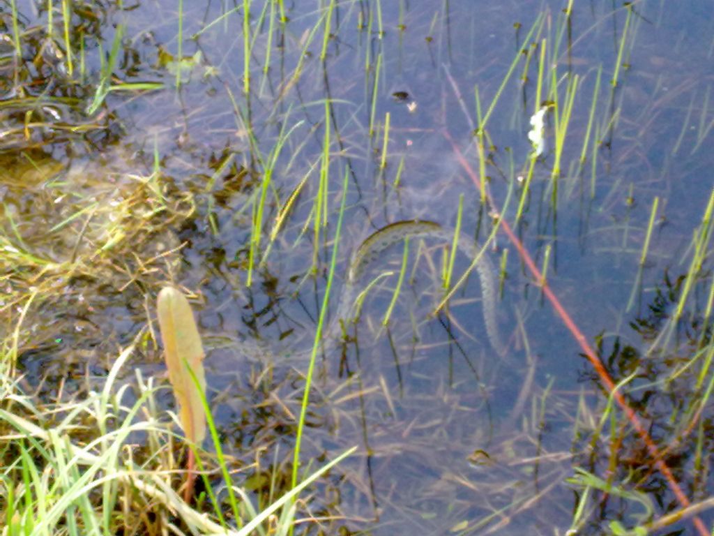 Natrix natrix alla Cona