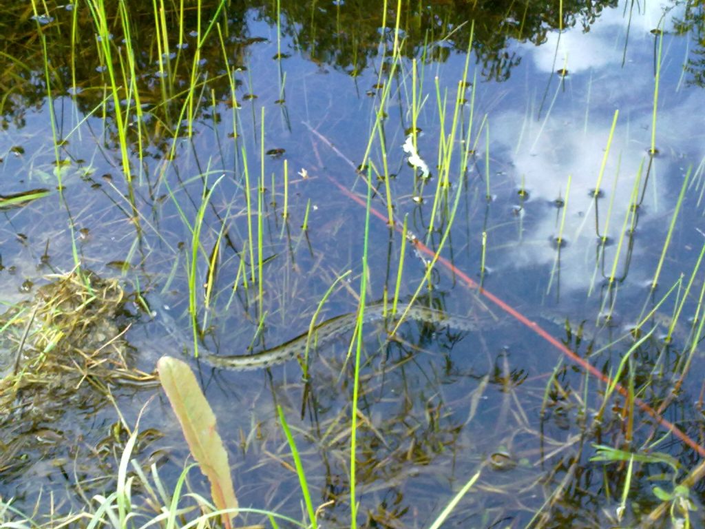 Natrix natrix alla Cona