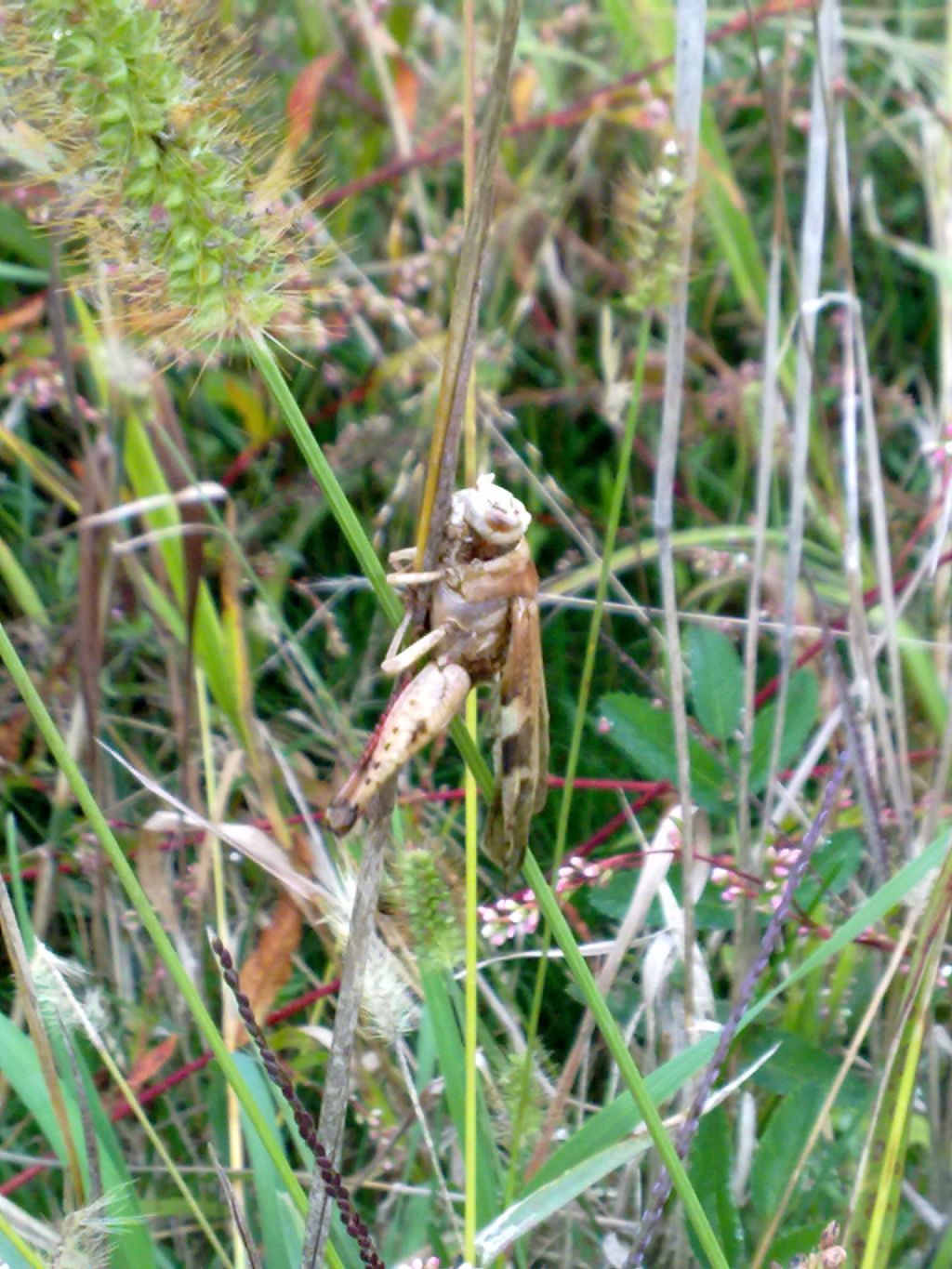 Aiolopus strepens strepens (parassitato da fungo Entomophthora grilli)