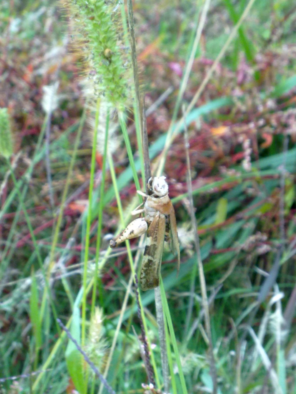 Aiolopus strepens strepens (parassitato da fungo Entomophthora grilli)