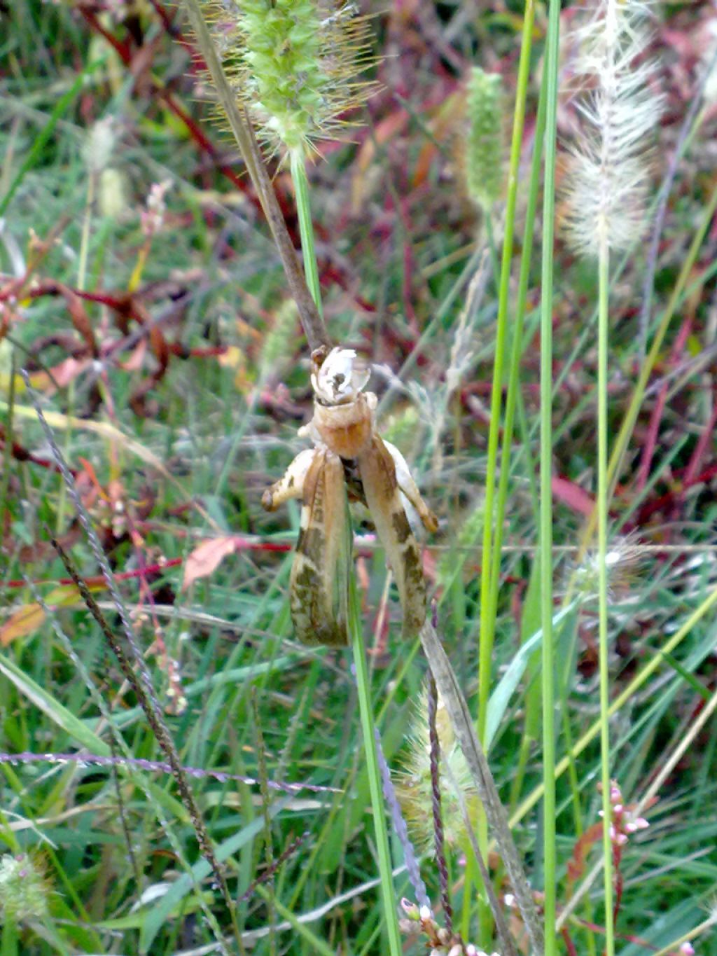 Aiolopus strepens strepens (parassitato da fungo Entomophthora grilli)