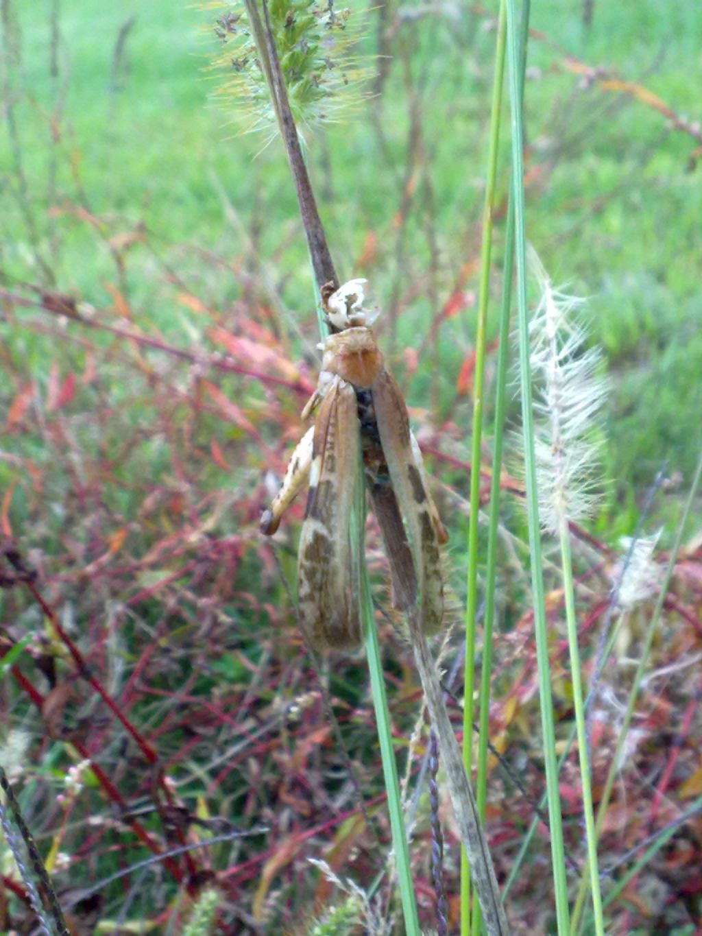 Aiolopus strepens strepens (parassitato da fungo Entomophthora grilli)
