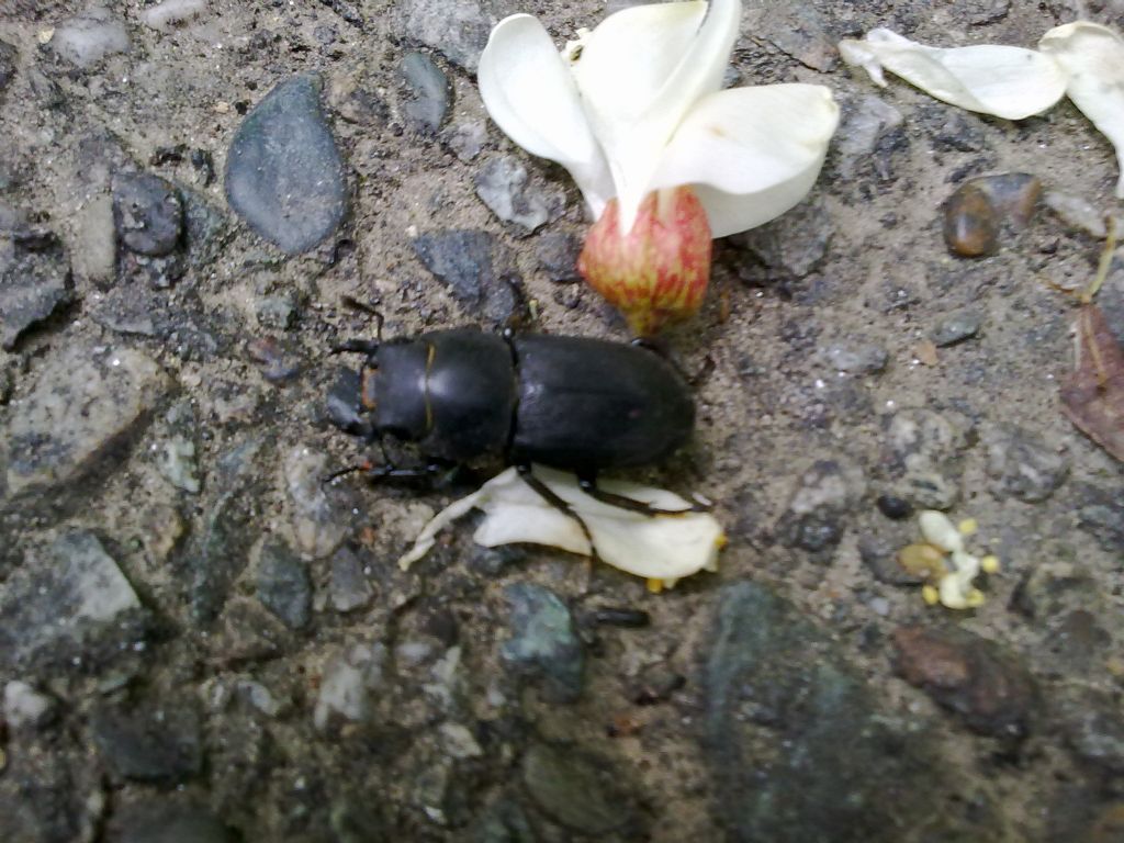 Dorcus parallelipipedus, Lucanidae