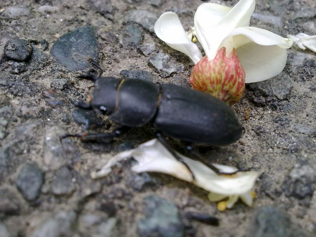 Dorcus parallelipipedus, Lucanidae