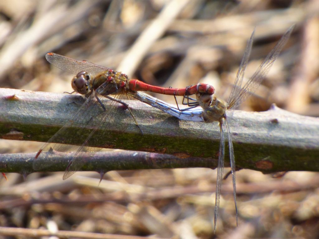 Sympetrum striolatum anche il bluastro? S