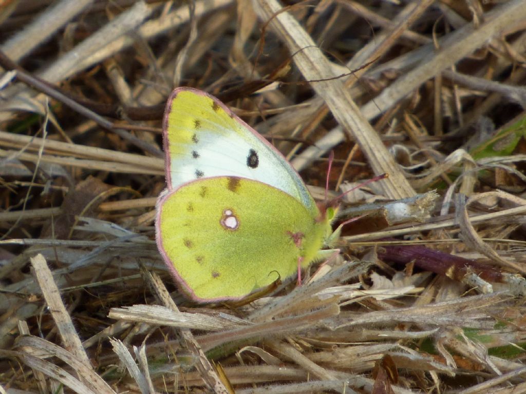 Colias crocea forma helice