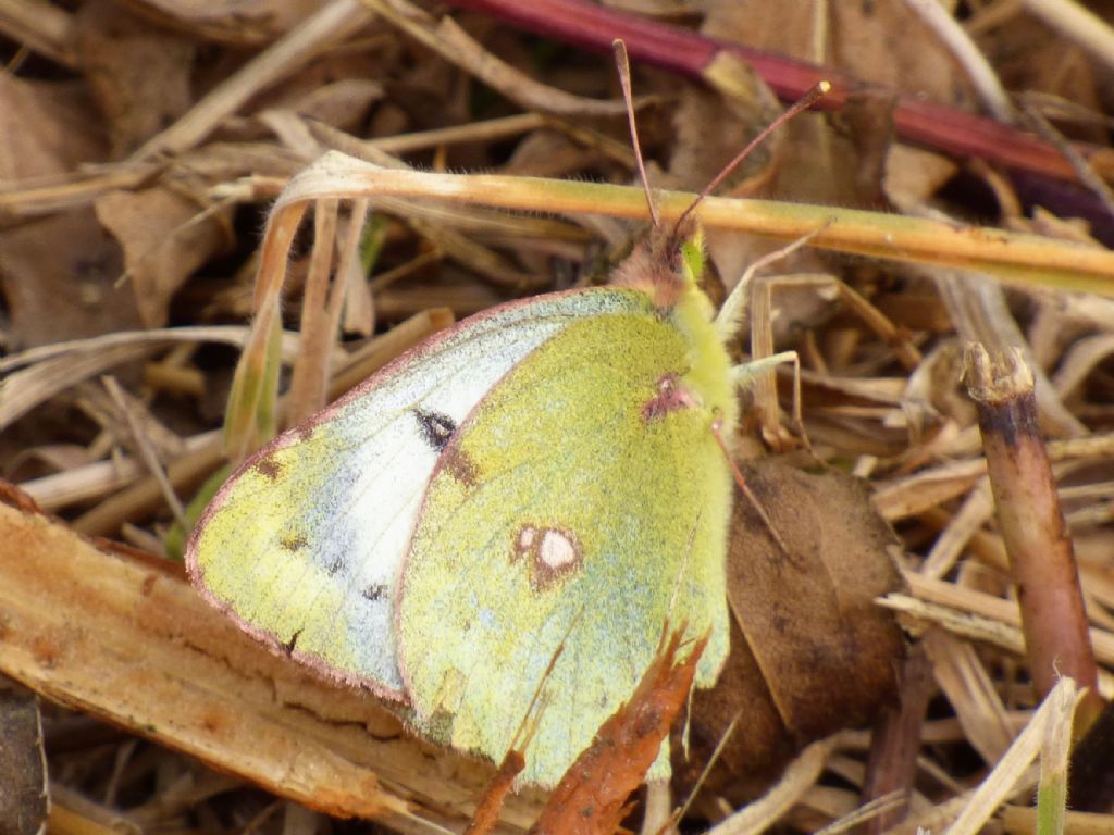 Colias crocea forma helice