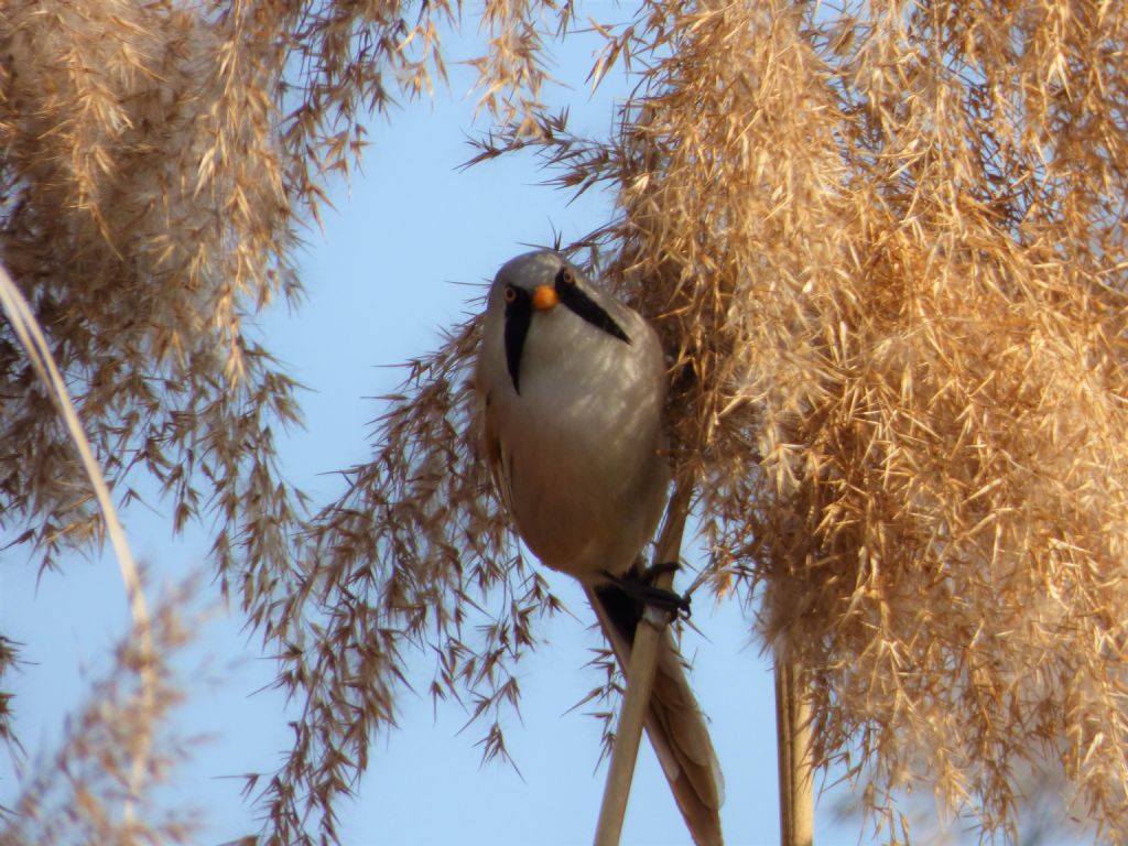 Basettini torinesi  (Panurus biarmicus - Timaliidae)