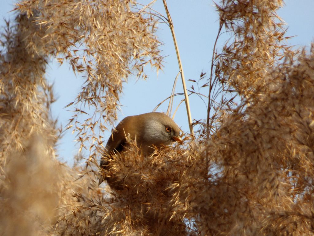 Basettini torinesi  (Panurus biarmicus - Timaliidae)
