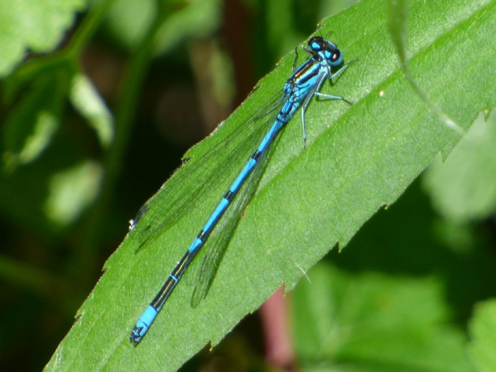 Coenagrion puella cuneesi