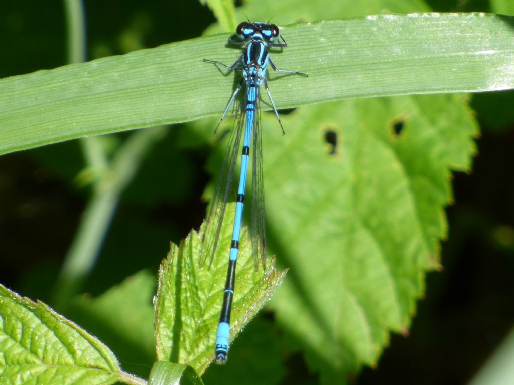 Coenagrion puella cuneesi