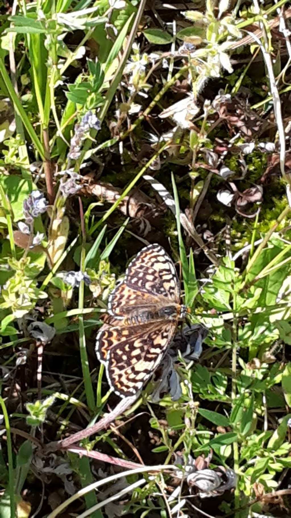 misteriosa farfalla torinese - Melitaea didyma, Nymphalidae