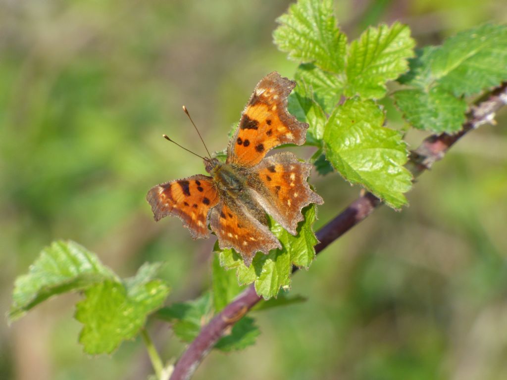 Polygonia c-album cuneese