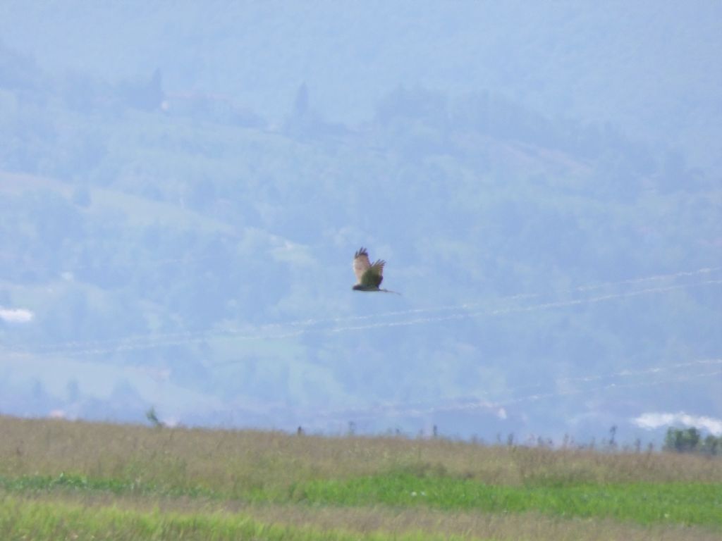 Albanella minore cuneese