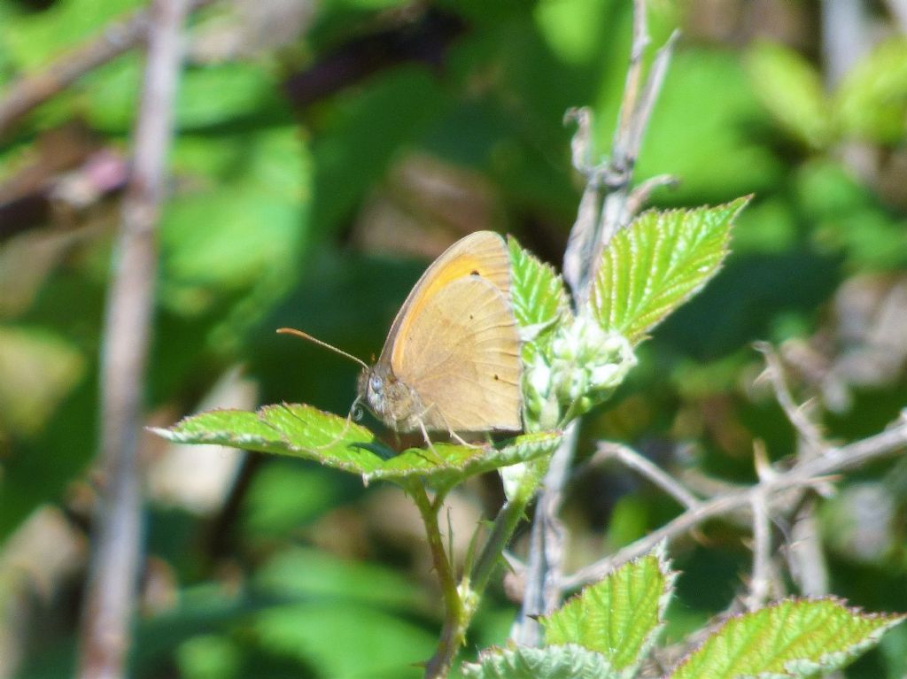 Maniola jurtina torinese