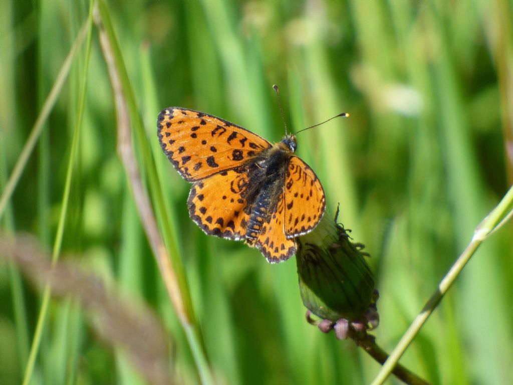 Melitaea didyma torinese