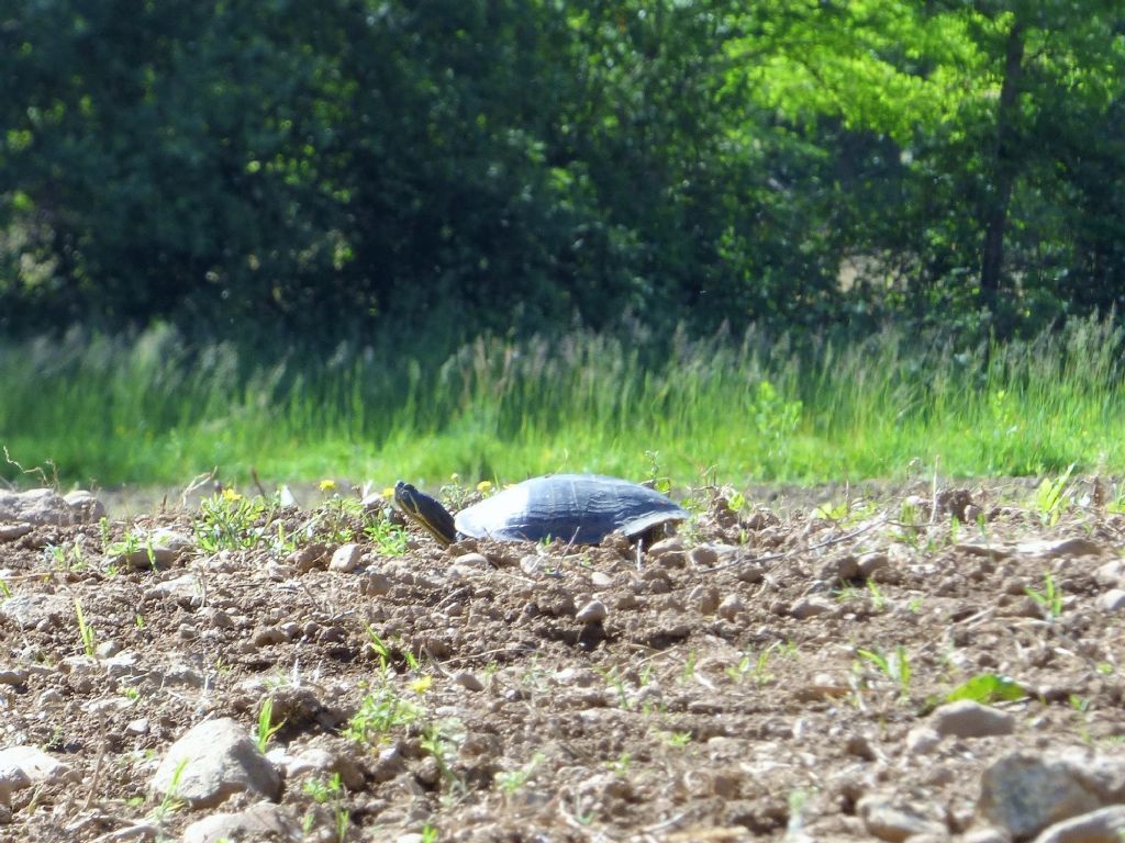 Trachemys campagnola