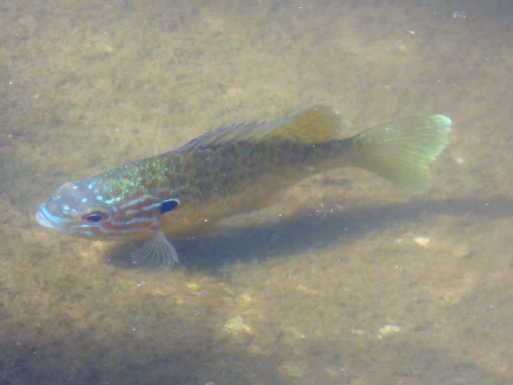 Persico Sole (Lepomis gibbosus)