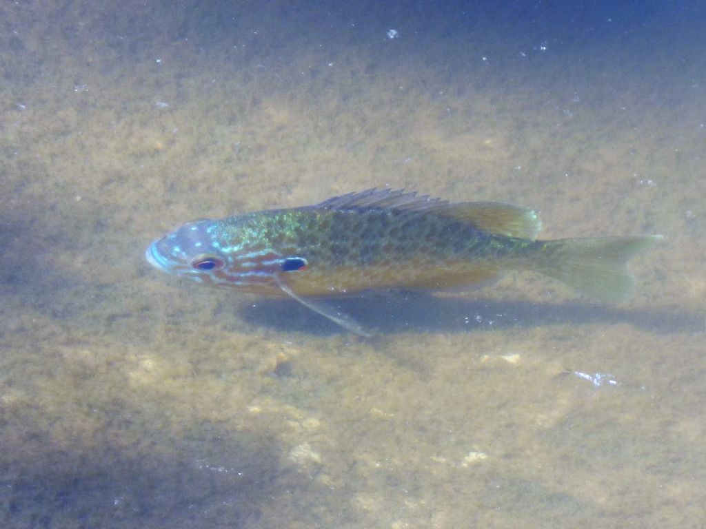 Persico Sole (Lepomis gibbosus)