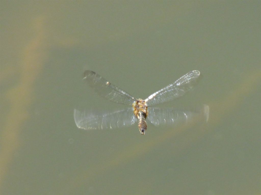 Somatochlora metallica o Cordulia aenea?  Cordulia aenea !